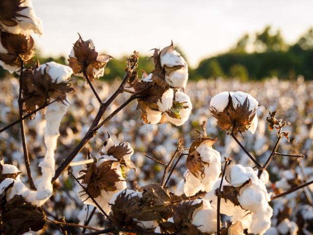 Cotton crop