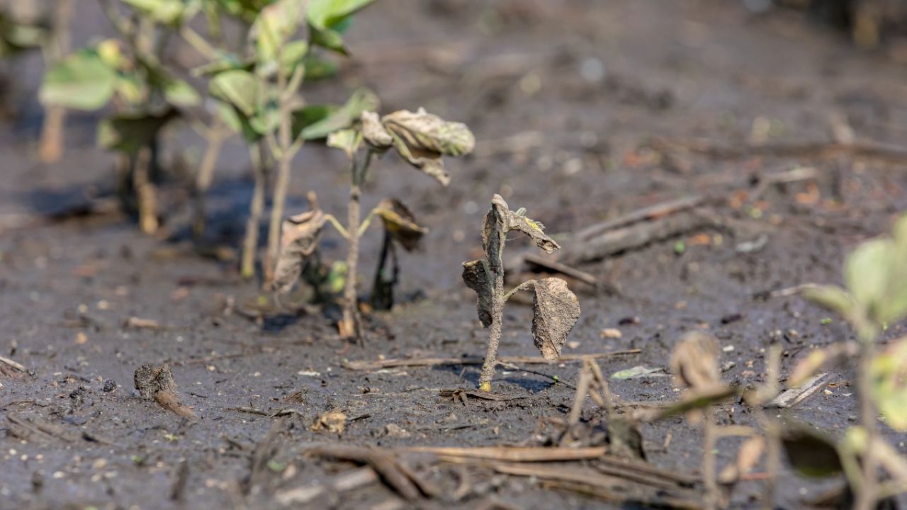 Soybean crop damaged by flooding