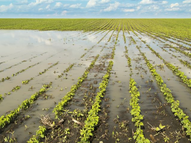 Flooded soybean field