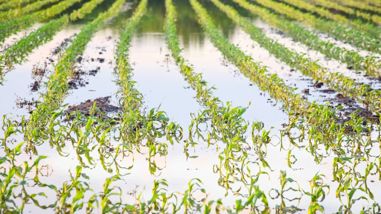 Flooded farm