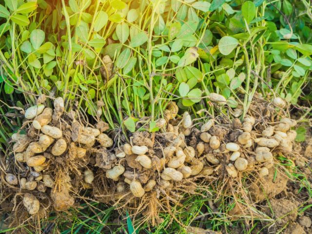 Peanut crop