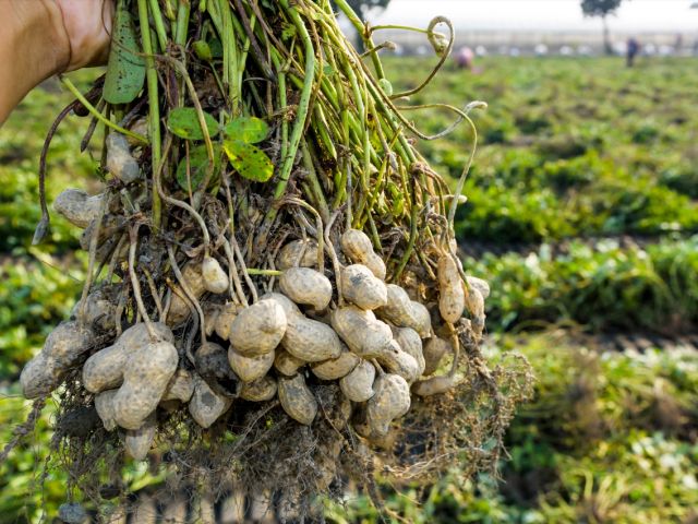 Peanut harvest