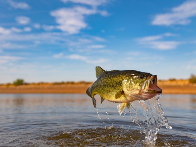 Smallmouth bass