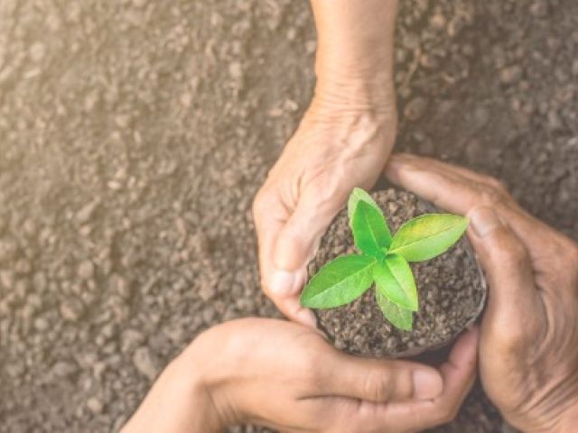 Person holding a growing plant