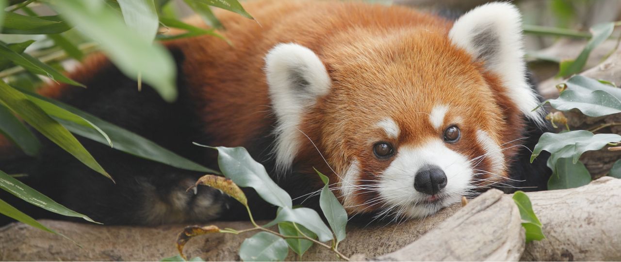 Red panda