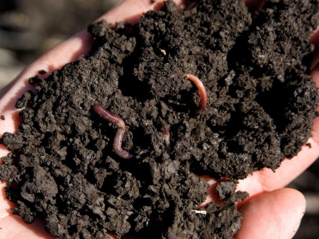 Worms in dirt