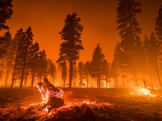 Image of a forest fire